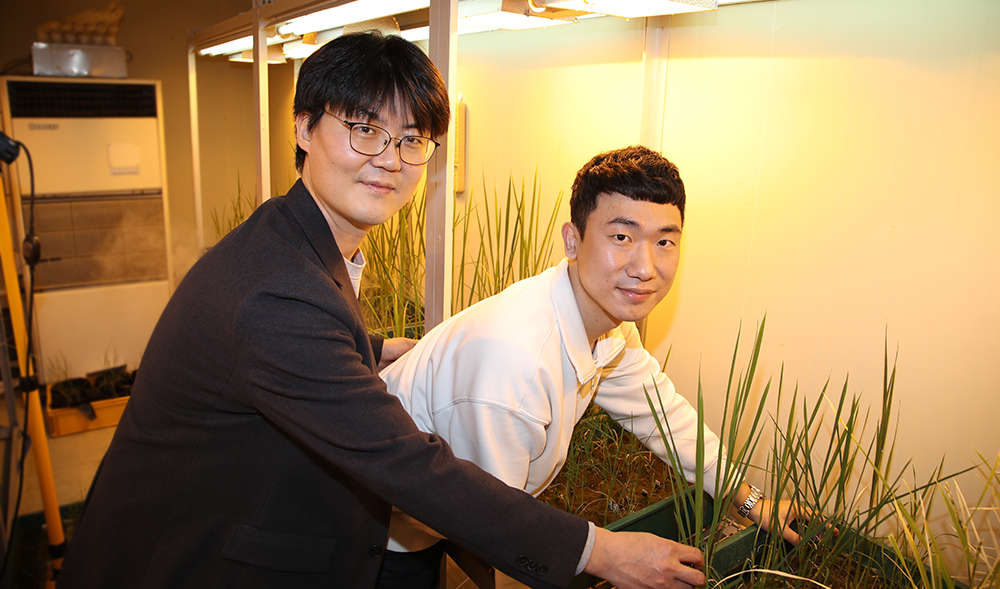 'Sucrose induces flowering by degradation of the floral repressor Ghd7 via K48-linked polyubiquitination in rice '