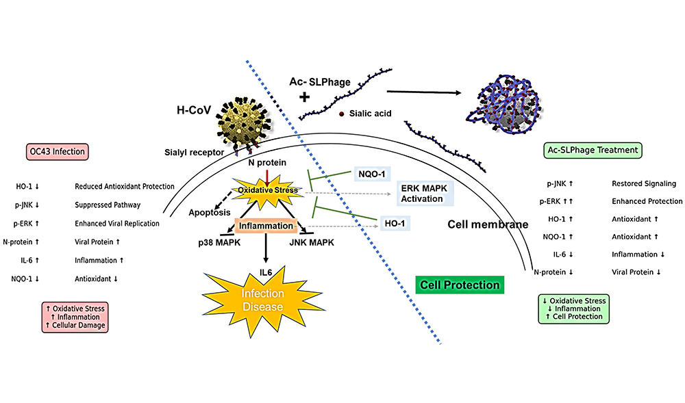 'A multivalent 9-O-acetylated sialic acid-conjugated bacteriophage platform for antiviral and immunomodulatory therapy for human coronavirus OC43'