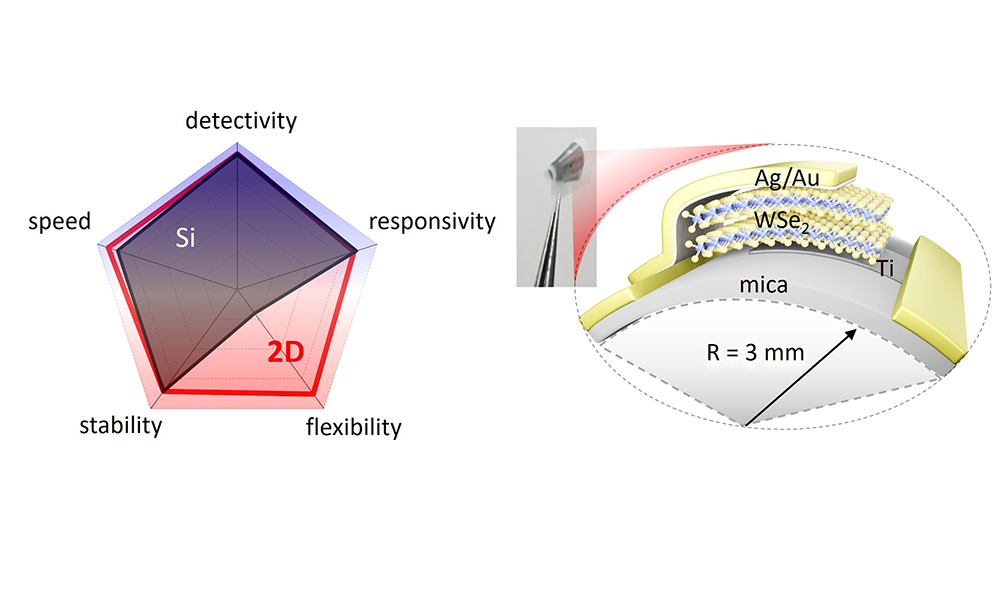 'Silicon photodiode-competitive 2D vertical photodetector'