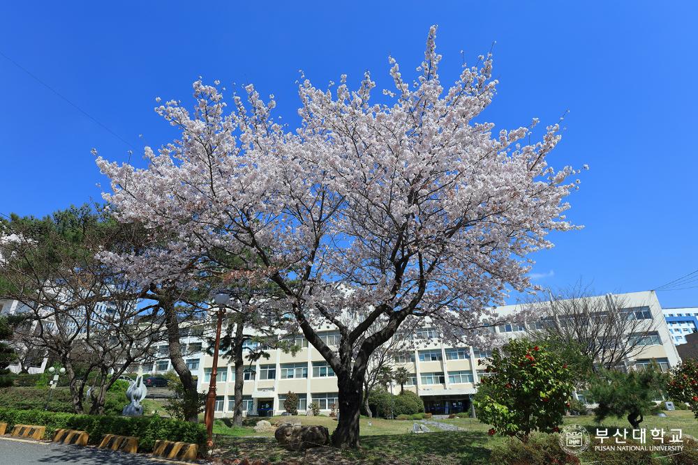 'Busan Campus'