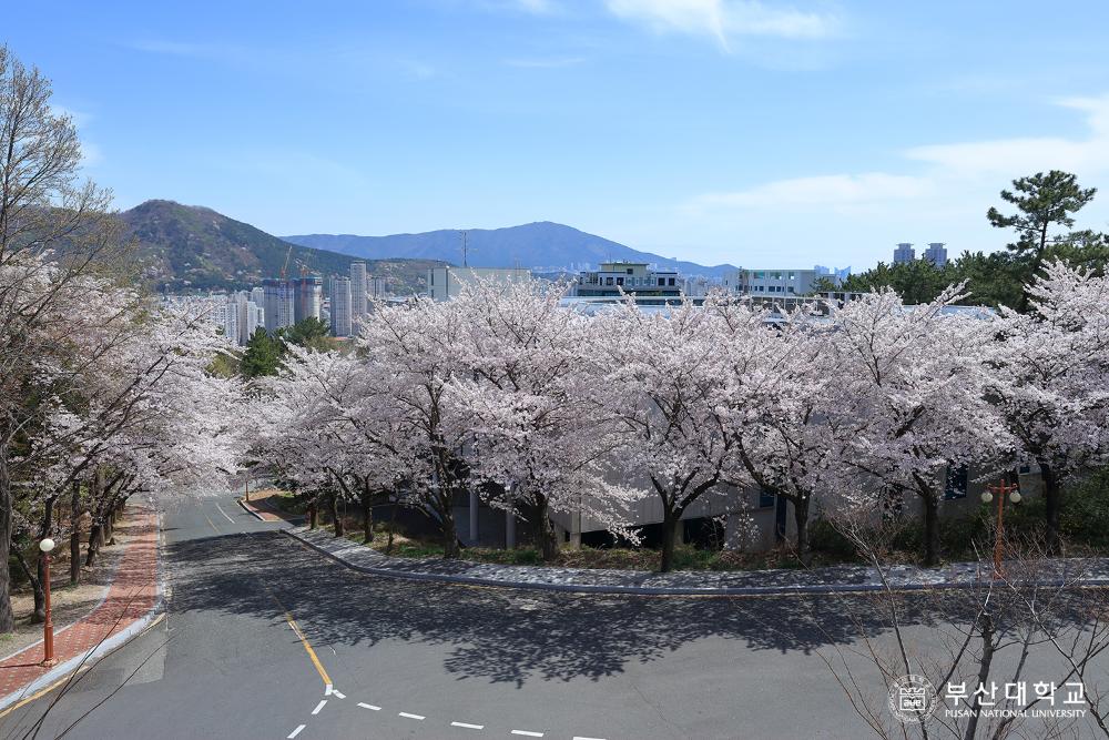 'Busan Campus'