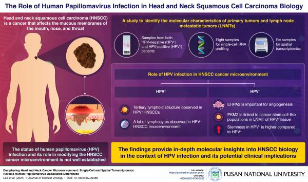 'HPV’s Hidden Hand: New Study by Pusan National University Scientists Reveals Key Details in Head and Neck Cancer Microenvironment'의 첨부파일 이미지