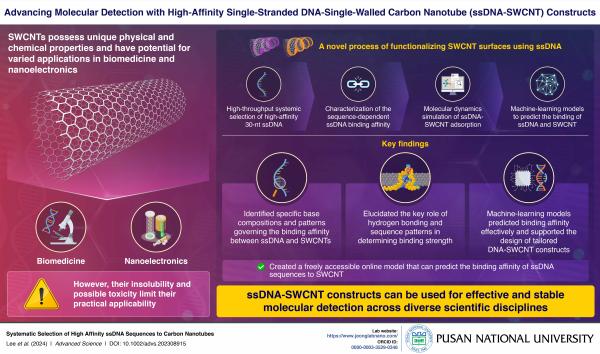 'Pusan National University Researchers Explore the Interplay Between High-Affinity DNA and Carbon Nanotubes '의 첨부파일 이미지